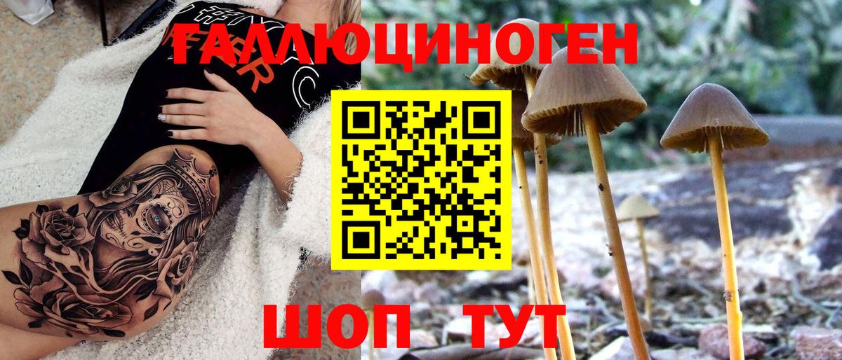 Псилоцибиновые грибы Psilocybe Луга